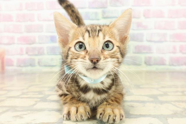 富山県のベンガル (Coo&RIKU富山店/2025年10月11日生まれ/男の子/ブラウンスポットタビー)の子猫の1枚目の画像