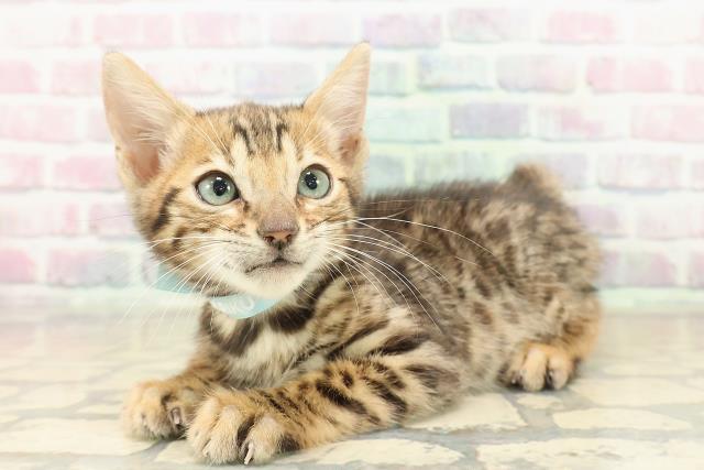 富山県のベンガル (Coo&RIKU富山店/2025年10月11日生まれ/男の子/ブラウンスポットタビー)の子猫の2枚目の画像