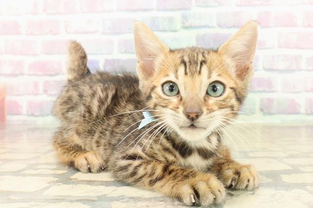 富山県のベンガル (Coo&RIKU富山店/2025年10月11日生まれ/男の子/ブラウンスポットタビー)の子猫の3枚目の画像