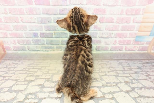 富山県のベンガル (Coo&RIKU富山店/2025年10月11日生まれ/男の子/ブラウンスポットタビー)の子猫の4枚目の画像