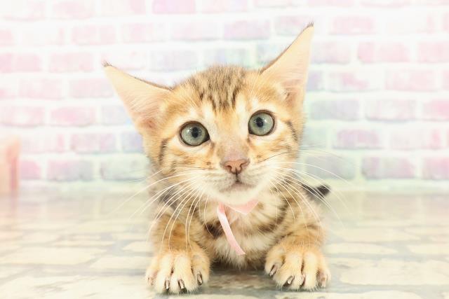 新潟県のベンガル (Coo&RIKU新潟東店/2025年10月11日生まれ/女の子/ブラウンスポットタビー)の子猫の1枚目の画像