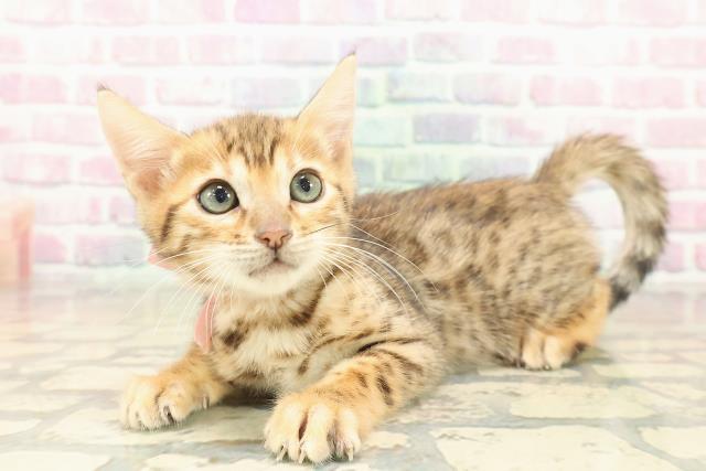 新潟県のベンガル (Coo&RIKU新潟東店/2025年10月11日生まれ/女の子/ブラウンスポットタビー)の子猫の2枚目の画像