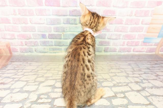 新潟県のベンガル (Coo&RIKU新潟東店/2025年10月11日生まれ/女の子/ブラウンスポットタビー)の子猫の4枚目の画像