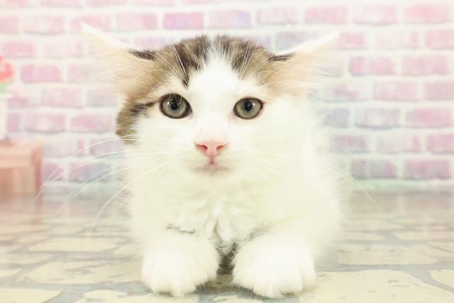 茨城県のラガマフィン (Coo&RIKU水戸店/2025年10月11日生まれ/男の子/ブラウンタビーホワイト)の子猫の1枚目の画像