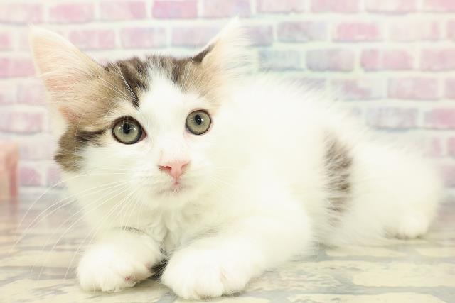 茨城県のラガマフィン (Coo&RIKU水戸店/2025年10月11日生まれ/男の子/ブラウンタビーホワイト)の子猫の2枚目の画像