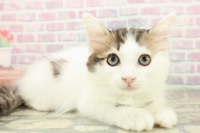 茨城県のラガマフィン (Coo&RIKU水戸店/2025年10月11日生まれ/男の子/ブラウンタビーホワイト)の子猫の3枚目の画像