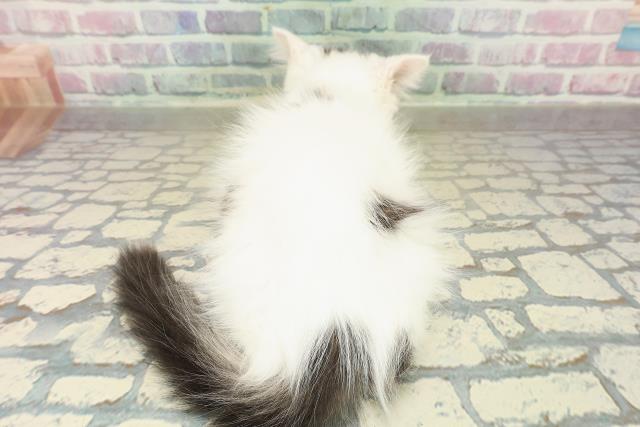 茨城県のラガマフィン (Coo&RIKU水戸店/2025年10月11日生まれ/男の子/ブラウンタビーホワイト)の子猫の4枚目の画像