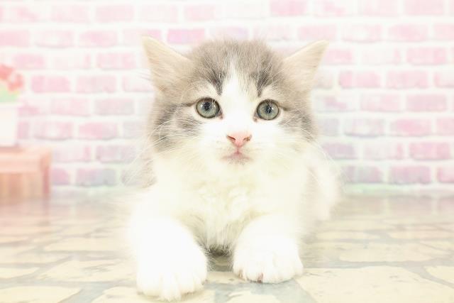 埼玉県のラガマフィン (Coo&RIKU所沢店/2025年10月11日生まれ/男の子/ブルータビーホワイト)の子猫の1枚目の画像