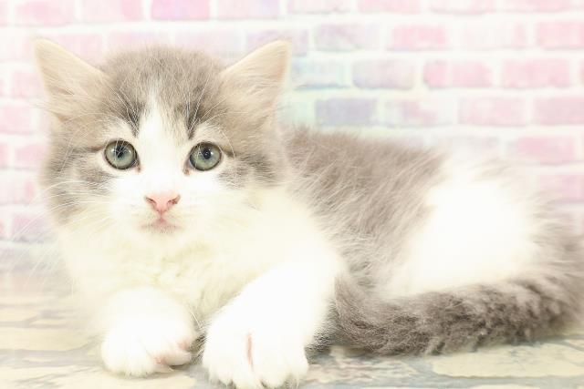 埼玉県のラガマフィン (Coo&RIKU所沢店/2025年10月11日生まれ/男の子/ブルータビーホワイト)の子猫の2枚目の画像