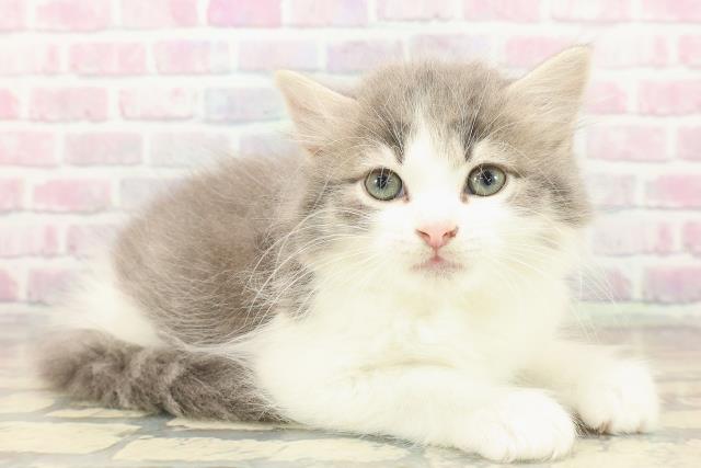 埼玉県のラガマフィン (Coo&RIKU所沢店/2025年10月11日生まれ/男の子/ブルータビーホワイト)の子猫の3枚目の画像