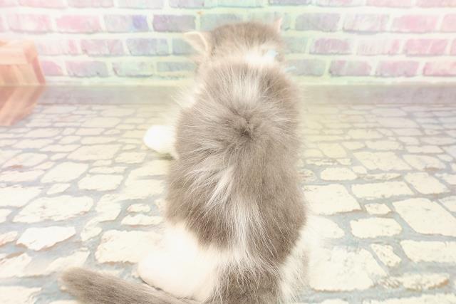 埼玉県のラガマフィン (Coo&RIKU所沢店/2025年10月11日生まれ/男の子/ブルータビーホワイト)の子猫の4枚目の画像