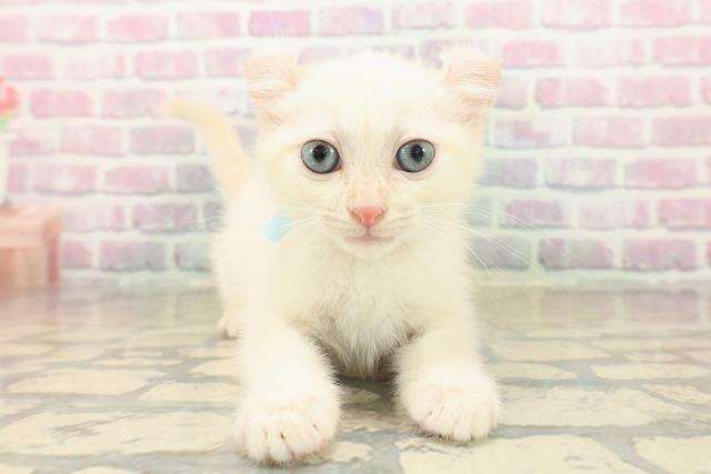 富山県のアメリカンカール (Coo&RIKU富山店/2025年10月11日生まれ/男の子/ホワイト)の子猫の1枚目の画像