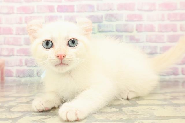 富山県のアメリカンカール (Coo&RIKU富山店/2025年10月11日生まれ/男の子/ホワイト)の子猫の2枚目の画像