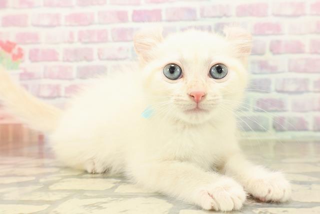 富山県のアメリカンカール (Coo&RIKU富山店/2025年10月11日生まれ/男の子/ホワイト)の子猫の3枚目の画像