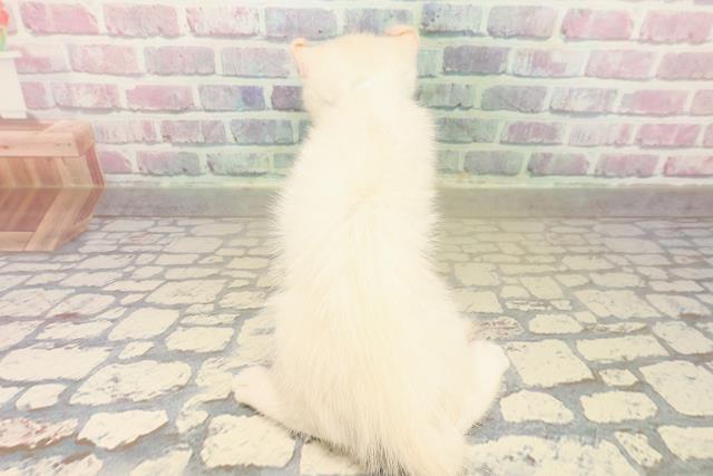 富山県のアメリカンカール (Coo&RIKU富山店/2025年10月11日生まれ/男の子/ホワイト)の子猫の4枚目の画像