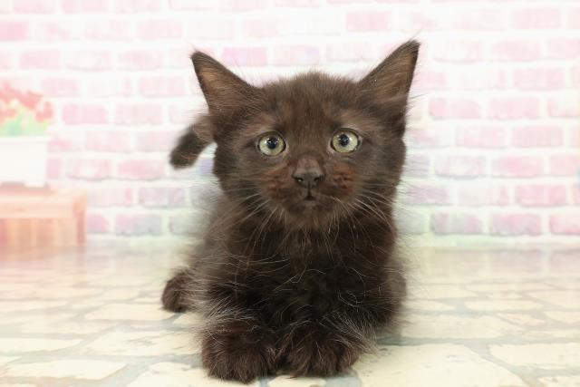 北海道のメインクーン (Coo&RIKU苫小牧店/2025年10月12日生まれ/男の子/ブラック)の子猫の1枚目の画像