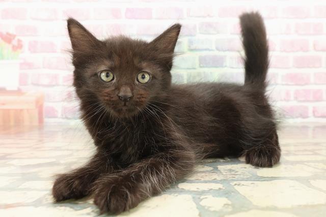 北海道のメインクーン (Coo&RIKU苫小牧店/2025年10月12日生まれ/男の子/ブラック)の子猫の2枚目の画像