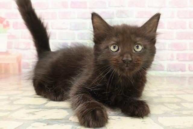 北海道のメインクーン (Coo&RIKU苫小牧店/2025年10月12日生まれ/男の子/ブラック)の子猫の3枚目の画像