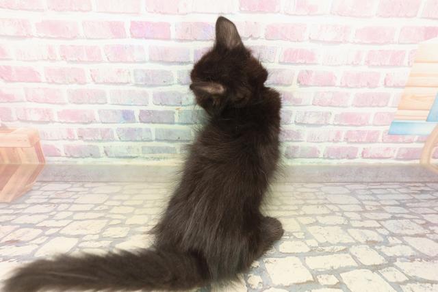 北海道のメインクーン (Coo&RIKU苫小牧店/2025年10月12日生まれ/男の子/ブラック)の子猫の4枚目の画像