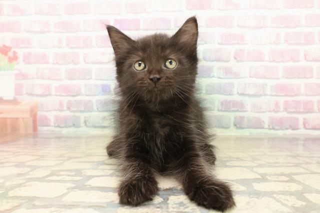 北海道のメインクーン (Coo&RIKU北見店/2025年10月12日生まれ/女の子/ブラック)の子猫の1枚目の画像