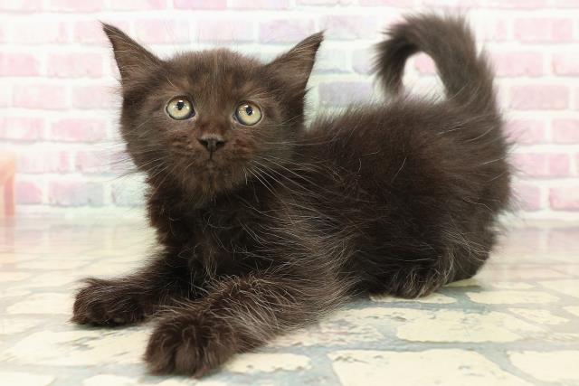 北海道のメインクーン (Coo&RIKU北見店/2025年10月12日生まれ/女の子/ブラック)の子猫の2枚目の画像