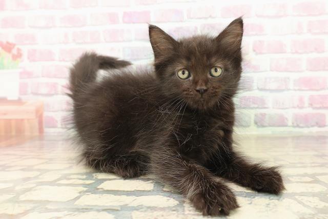 北海道のメインクーン (Coo&RIKU北見店/2025年10月12日生まれ/女の子/ブラック)の子猫の3枚目の画像