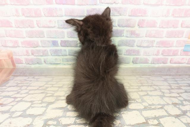 北海道のメインクーン (Coo&RIKU北見店/2025年10月12日生まれ/女の子/ブラック)の子猫の4枚目の画像