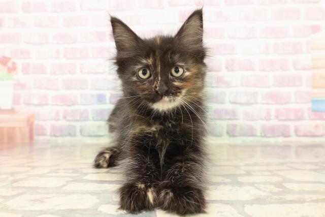 北海道のメインクーン (Coo&RIKU旭川店/2025年10月12日生まれ/女の子/トーティー)の子猫の1枚目の画像