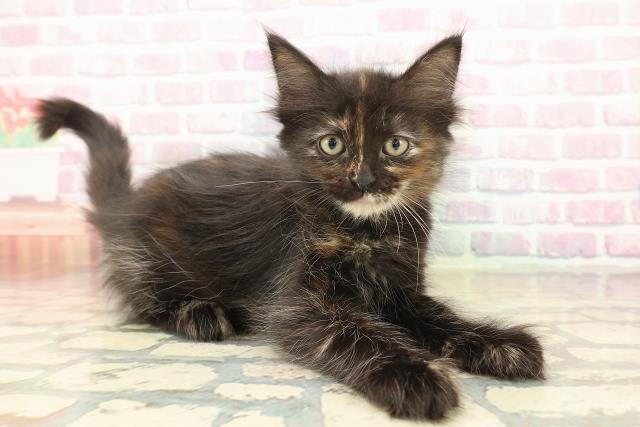 北海道のメインクーン (Coo&RIKU旭川店/2025年10月12日生まれ/女の子/トーティー)の子猫の3枚目の画像