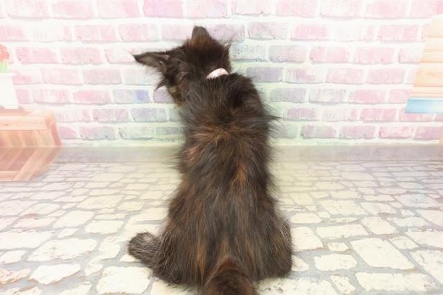 北海道のメインクーン (Coo&RIKU旭川店/2025年10月12日生まれ/女の子/トーティー)の子猫の4枚目の画像