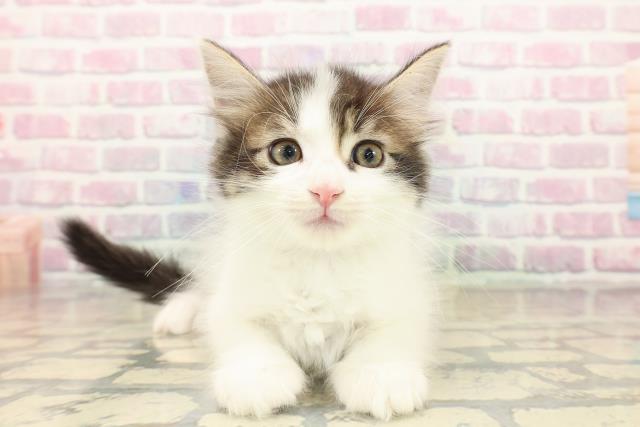 北海道のメインクーン (Coo&RIKU帯広店/2025年10月12日生まれ/男の子/ブラウンタビーホワイト)の子猫の1枚目の画像