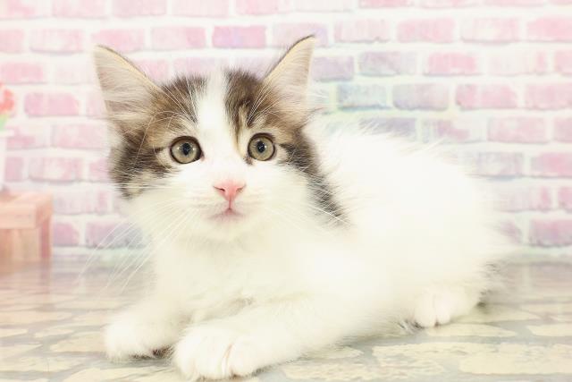 北海道のメインクーン (Coo&RIKU帯広店/2025年10月12日生まれ/男の子/ブラウンタビーホワイト)の子猫の2枚目の画像