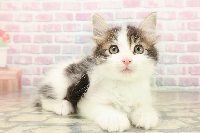 北海道のメインクーン (Coo&RIKU帯広店/2025年10月12日生まれ/男の子/ブラウンタビーホワイト)の子猫の3枚目の画像