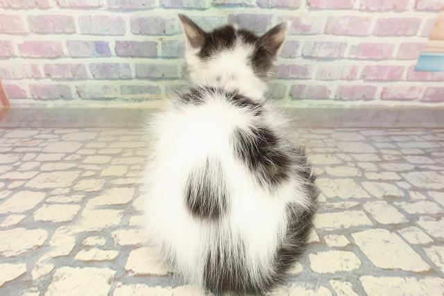 北海道のメインクーン (Coo&RIKU帯広店/2025年10月12日生まれ/男の子/ブラウンタビーホワイト)の子猫の4枚目の画像