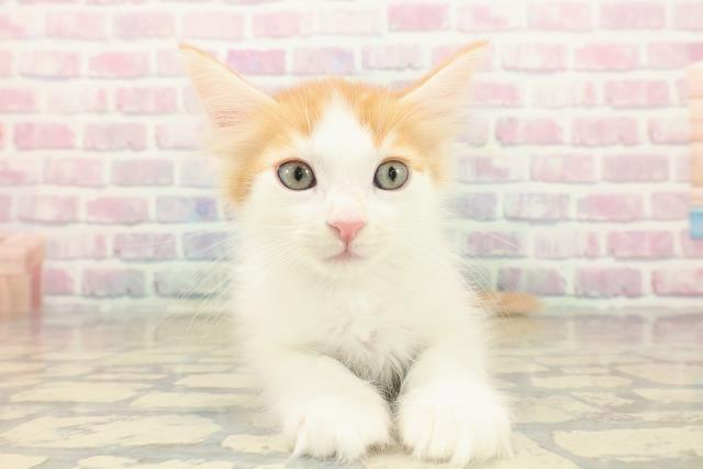 新潟県のメインクーン (Coo&RIKU新潟東店/2025年10月12日生まれ/男の子/レッドタビーホワイト)の子猫の1枚目の画像