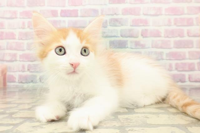 新潟県のメインクーン (Coo&RIKU新潟東店/2025年10月12日生まれ/男の子/レッドタビーホワイト)の子猫の2枚目の画像