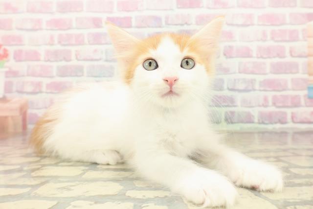 新潟県のメインクーン (Coo&RIKU新潟東店/2025年10月12日生まれ/男の子/レッドタビーホワイト)の子猫の3枚目の画像