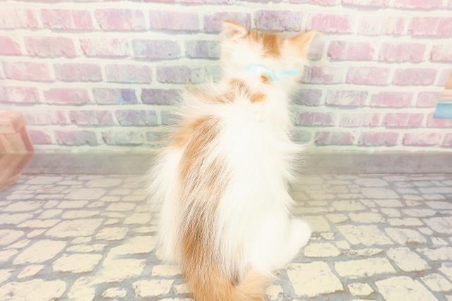 新潟県のメインクーン (Coo&RIKU新潟東店/2025年10月12日生まれ/男の子/レッドタビーホワイト)の子猫の4枚目の画像