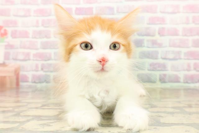 長野県のメインクーン (Coo&RIKU長野店/2025年10月12日生まれ/男の子/レッドタビーホワイト)の子猫の1枚目の画像