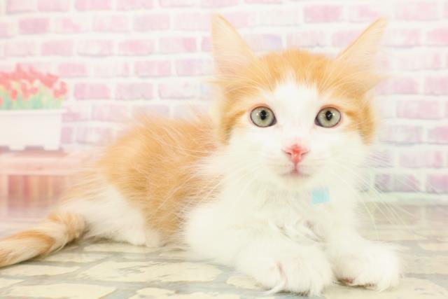 長野県のメインクーン (Coo&RIKU長野店/2025年10月12日生まれ/男の子/レッドタビーホワイト)の子猫の3枚目の画像