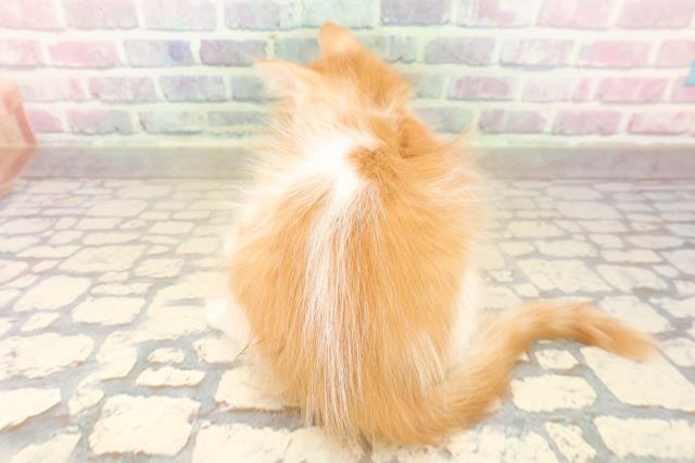 長野県のメインクーン (Coo&RIKU長野店/2025年10月12日生まれ/男の子/レッドタビーホワイト)の子猫の4枚目の画像