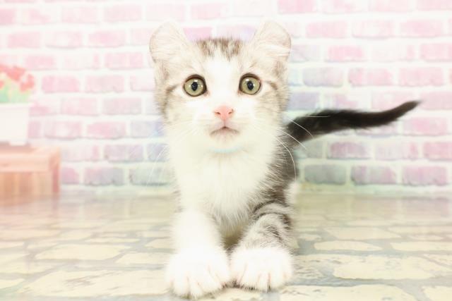 茨城県のアメリカンカール (Coo&RIKU水戸店/2025年10月12日生まれ/男の子/シルバータビーホワイト)の子猫の1枚目の画像