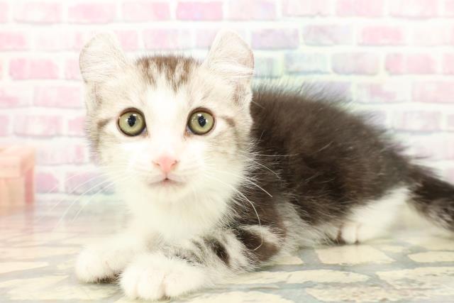 茨城県のアメリカンカール (Coo&RIKU水戸店/2025年10月12日生まれ/男の子/シルバータビーホワイト)の子猫の2枚目の画像