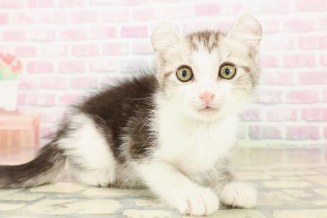 茨城県のアメリカンカール (Coo&RIKU水戸店/2025年10月12日生まれ/男の子/シルバータビーホワイト)の子猫の3枚目の画像