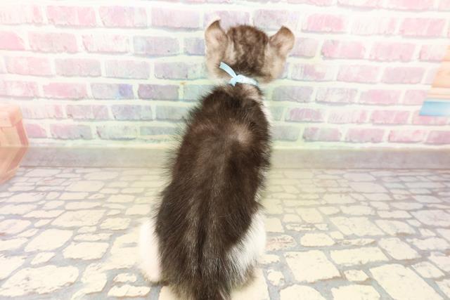 茨城県のアメリカンカール (Coo&RIKU水戸店/2025年10月12日生まれ/男の子/シルバータビーホワイト)の子猫の4枚目の画像