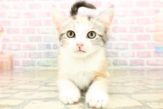 埼玉県のアメリカンカール (Coo&RIKU所沢店/2025年10月12日生まれ/女の子/キャリコ)の子猫の1枚目の画像