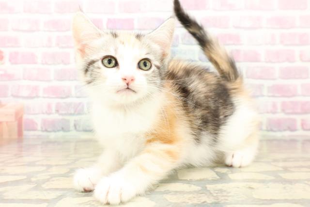 埼玉県のアメリカンカール (Coo&RIKU所沢店/2025年10月12日生まれ/女の子/キャリコ)の子猫の2枚目の画像