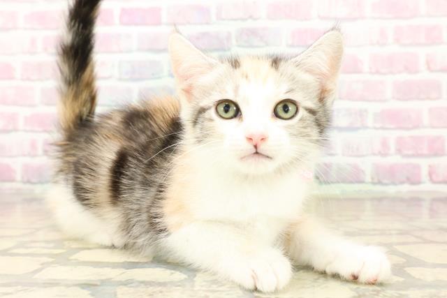 埼玉県のアメリカンカール (Coo&RIKU所沢店/2025年10月12日生まれ/女の子/キャリコ)の子猫の3枚目の画像