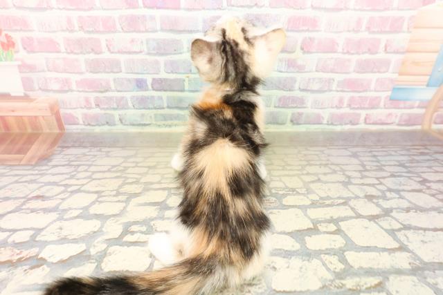 埼玉県のアメリカンカール (Coo&RIKU所沢店/2025年10月12日生まれ/女の子/キャリコ)の子猫の4枚目の画像