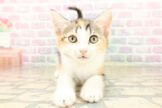 千葉県のアメリカンカール (Coo&RIKUアクロスモール新鎌ケ谷店/2025年10月12日生まれ/女の子/キャリコ)の子猫の1枚目の画像